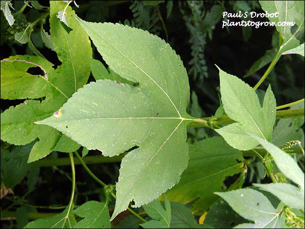 The typical three lobed leaves
